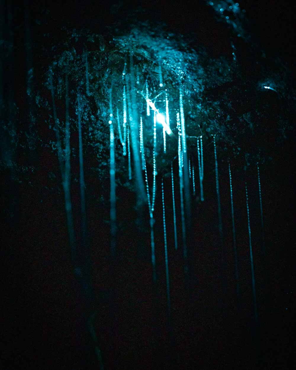 Under a glow worm sky - couple shining a light into Waipu cave