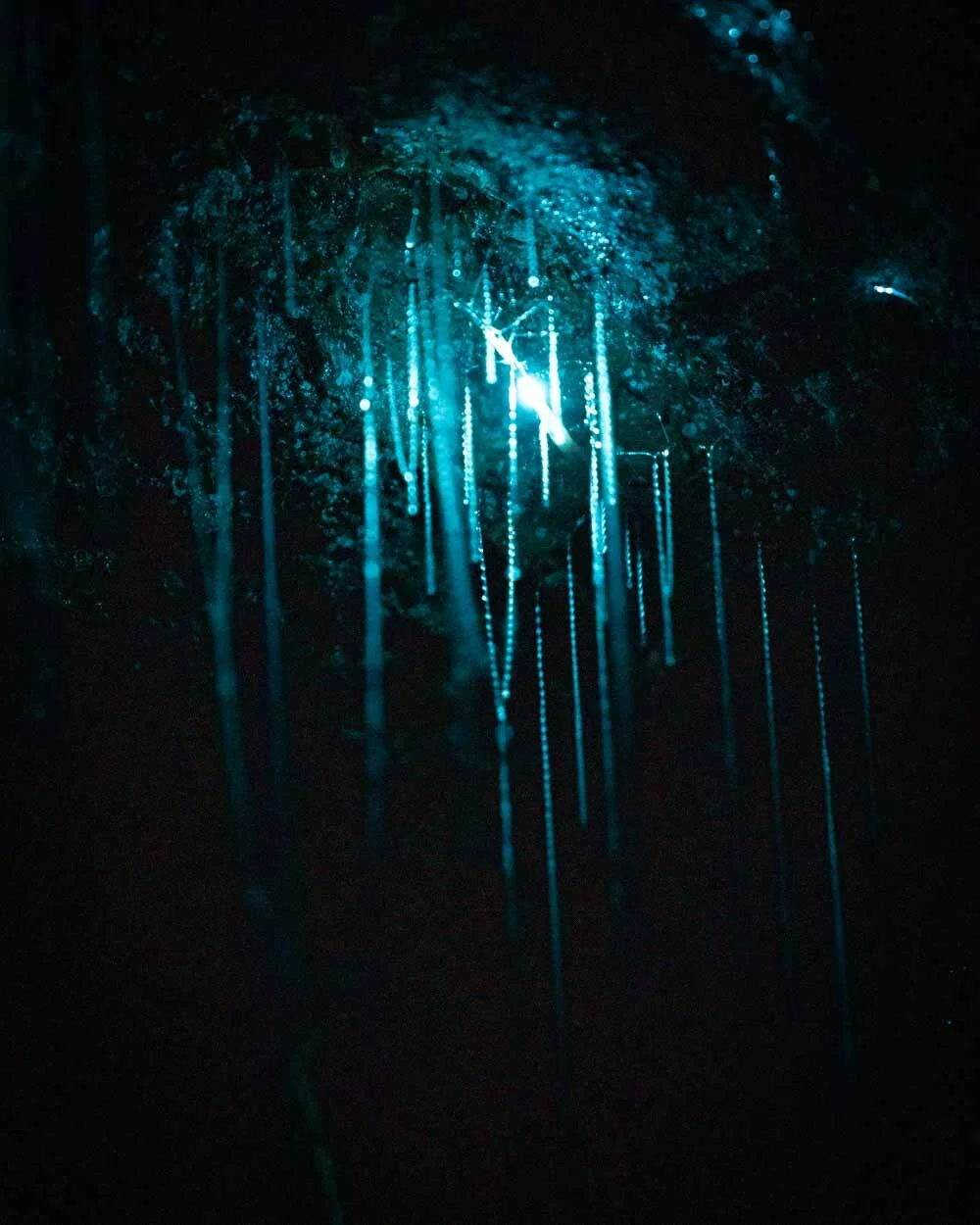 Waitomo Caves vs Spellbound Cave which is the best glow worm cave in New Zealand? — Walk My World