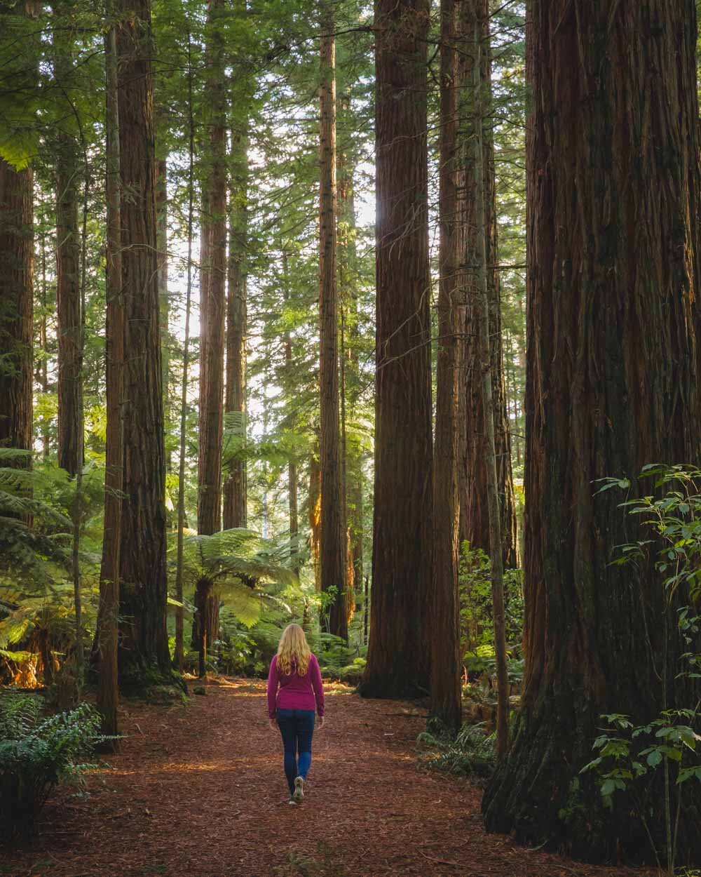 Redwoods Rotorua: The Paid Vs Free Experience — Walk My, 40% OFF