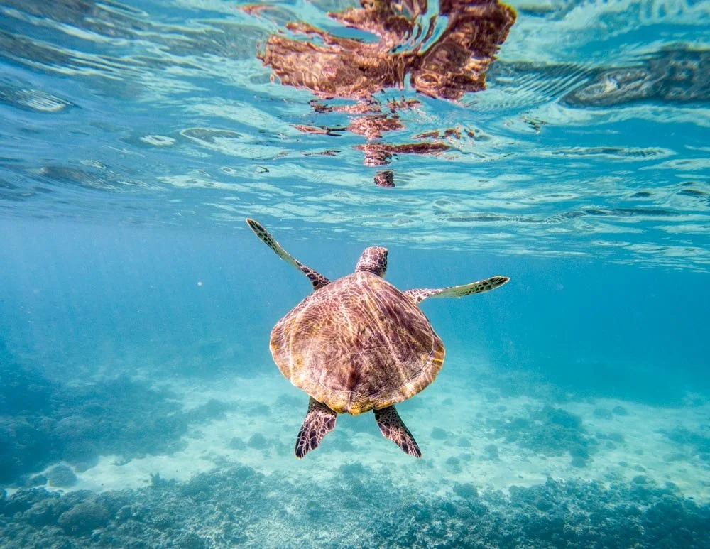 Daymaniyat Islands in Oman
