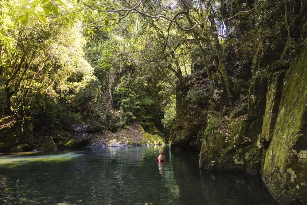 Blue Gum Loop and Crystal Pools: spectacular rainforest and pristine wild swimming