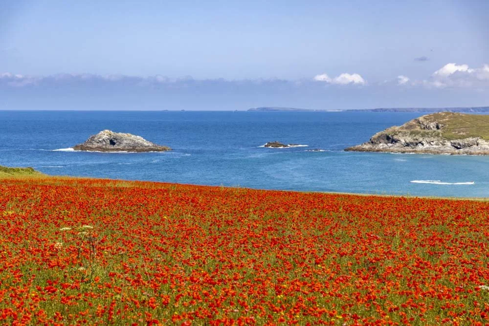 The quickest walk and best viewpoints of Cornwall's Poly Joke Poppies