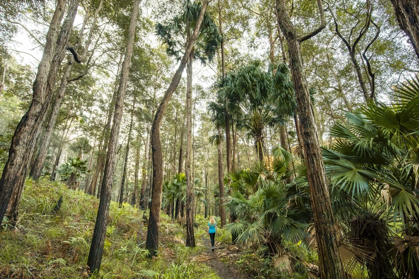 The Couranga Track - a beautiful, quiet rainforest walk near Sydney