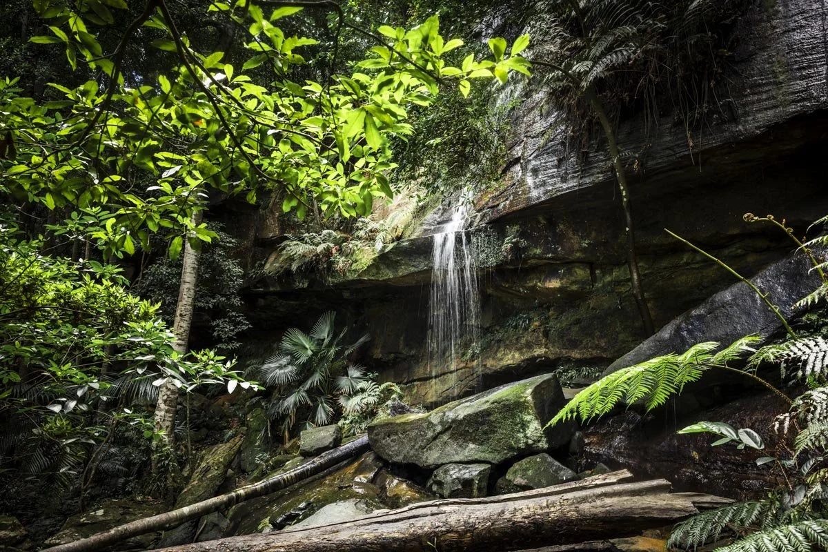 Strickland Falls: one of the best dog friendly walks on the Central Coast
