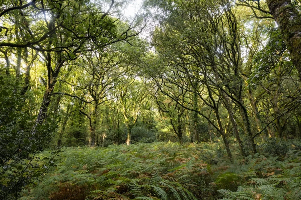 Lustleigh Cleave: a spectacular walk through one of the UK's last remaining rainforests 