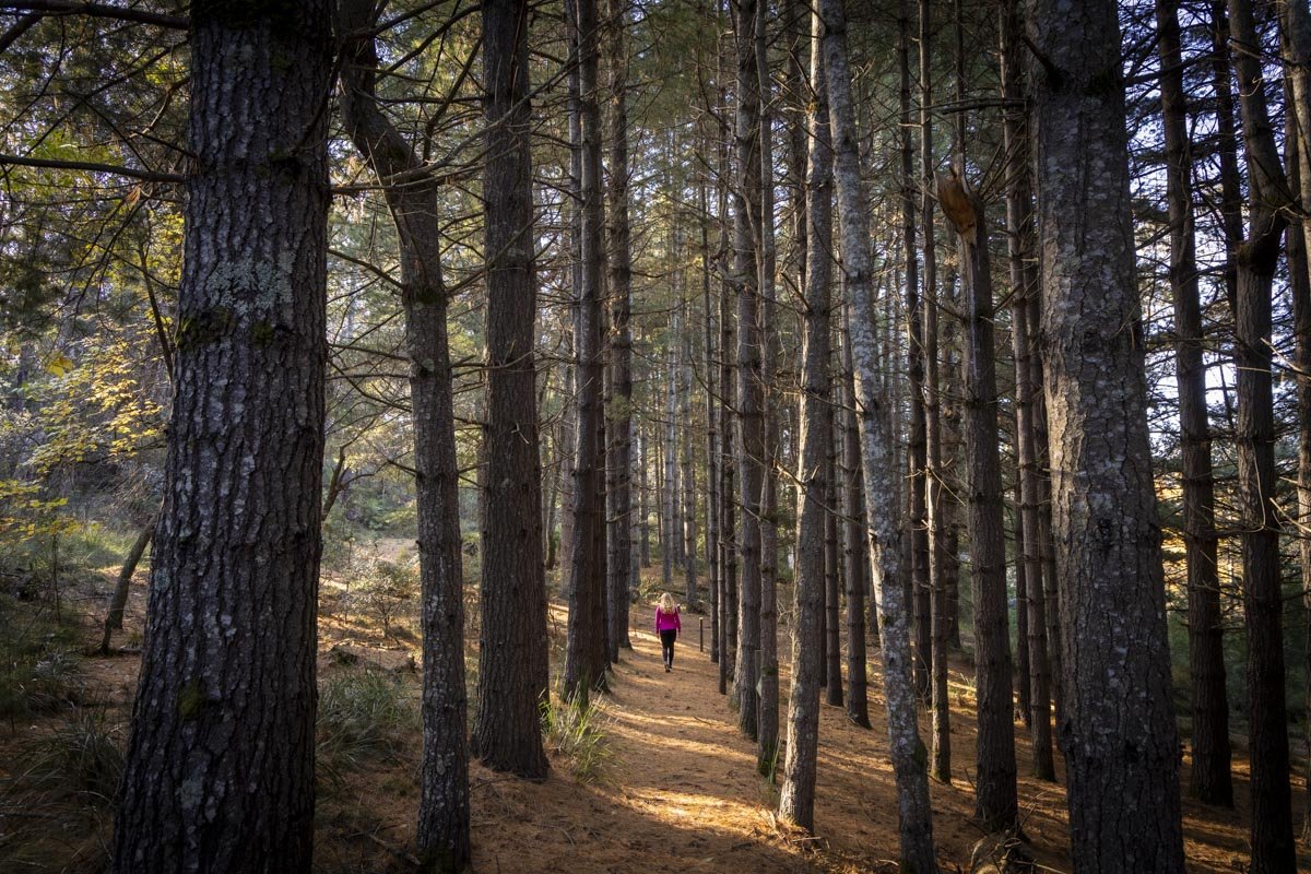 Bendora Arboretum: an amazing North American pine forest in Canberra
