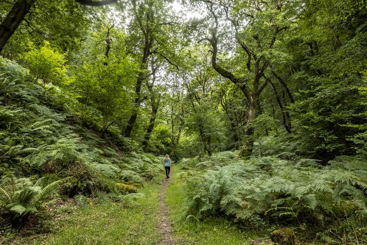 Horner Wood: a stunning ancient wood &amp; emerald plunge pool