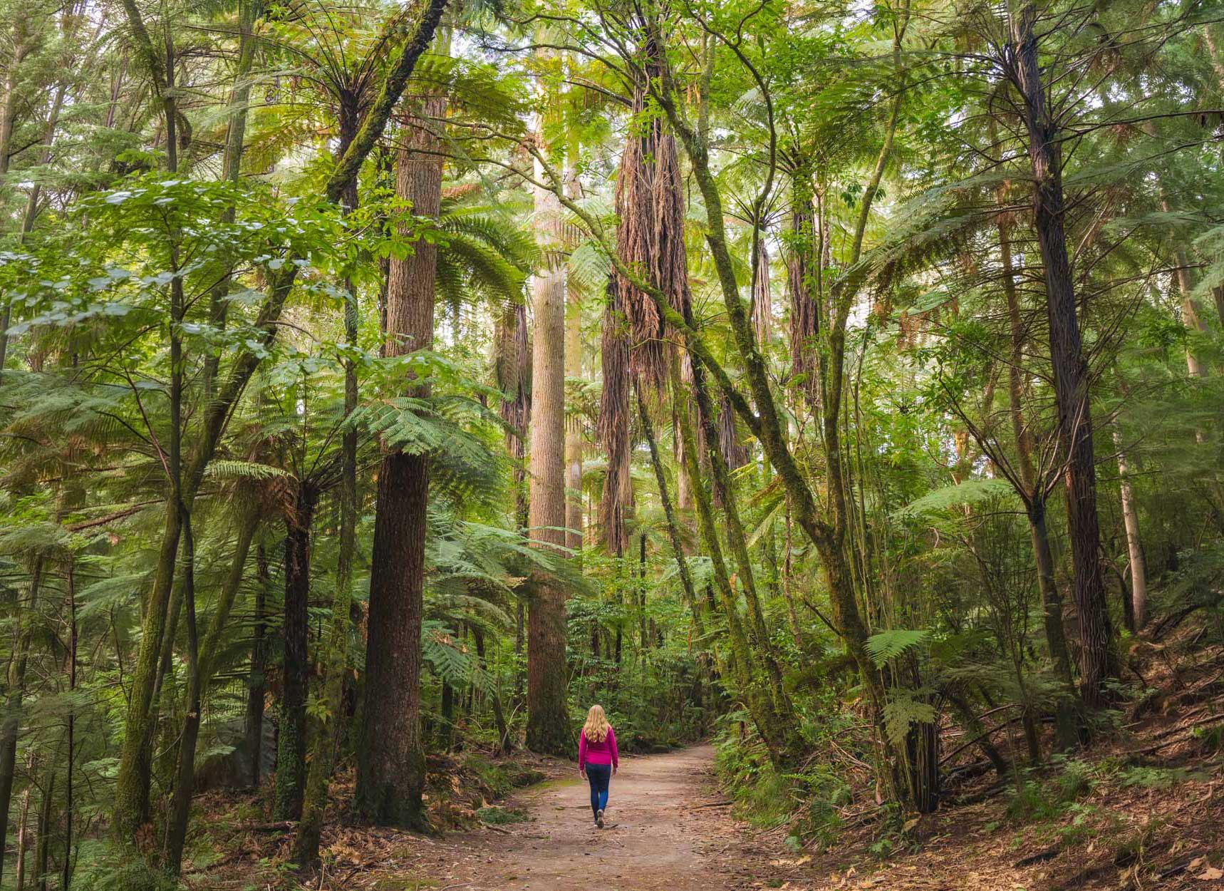 These are the best Rotorua walks, our first-hand experiences
