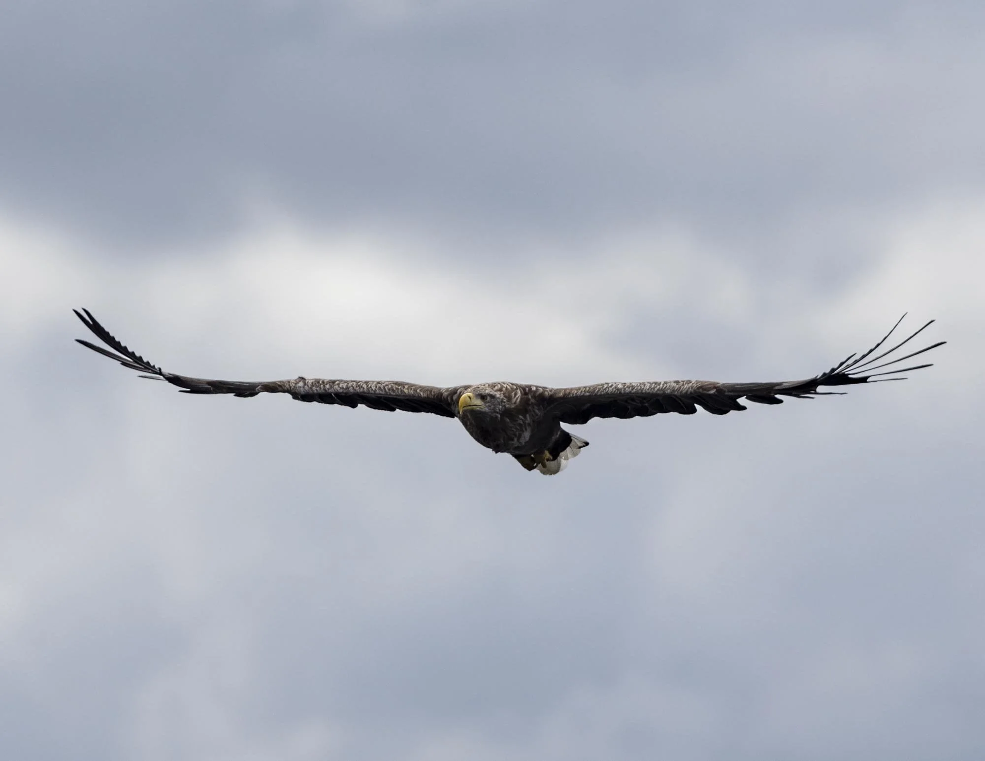 Mull Charters Photo 6 Tour Review: getting up close and personal with sea eagles 