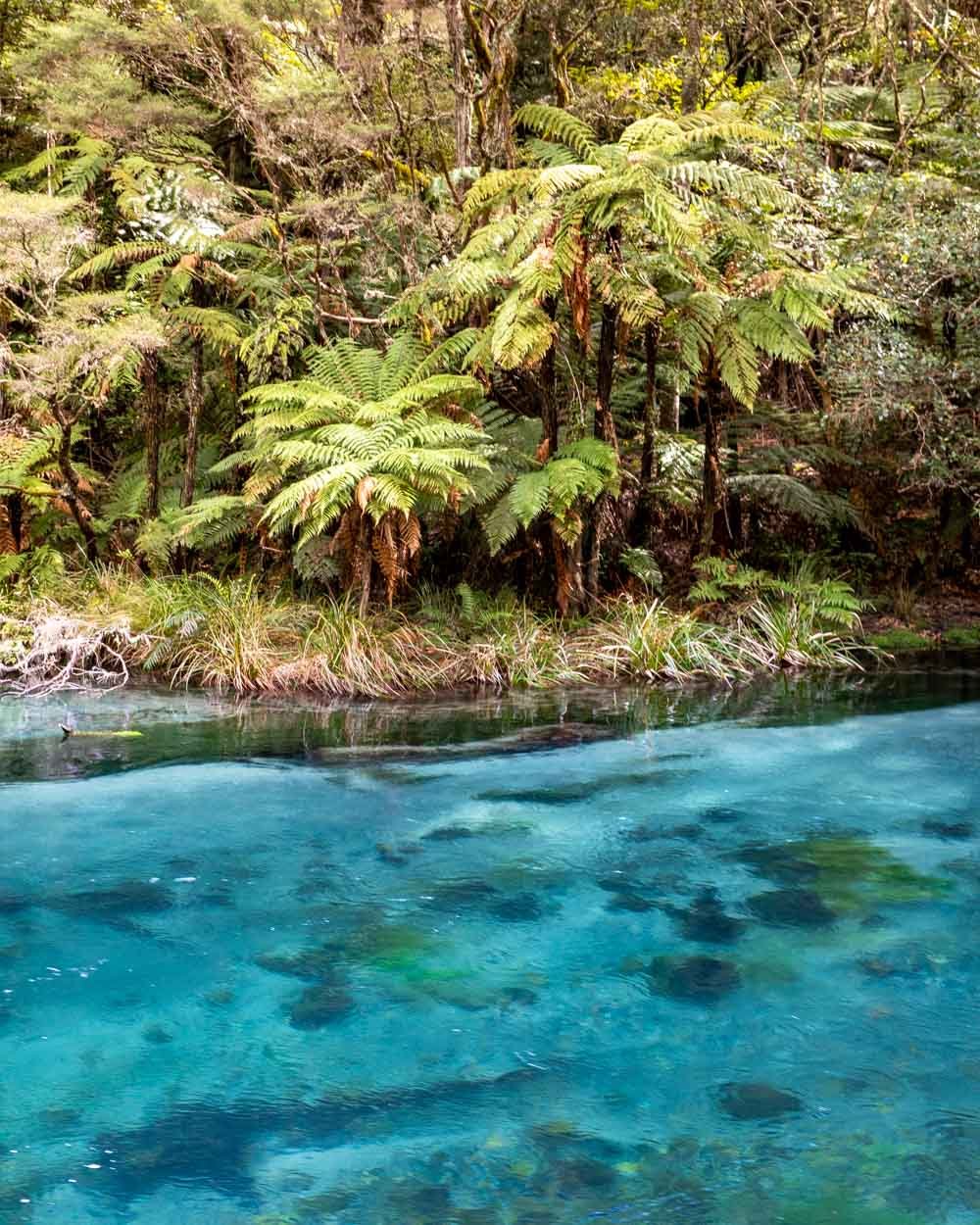 The secret swimming spot at Tarawera Falls