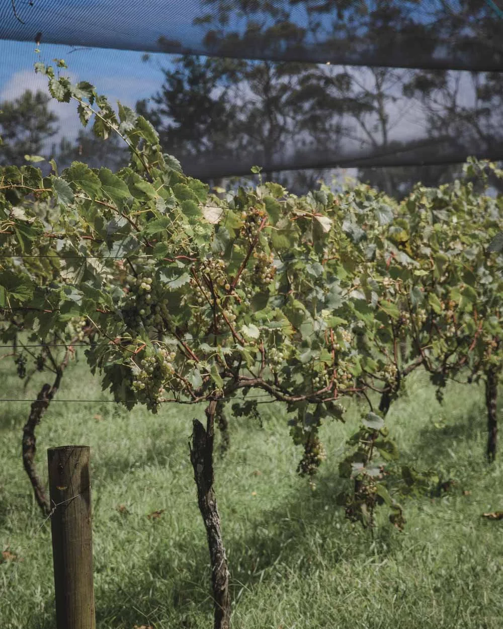 Raleigh Winery - THings to do in Coffs Harbour