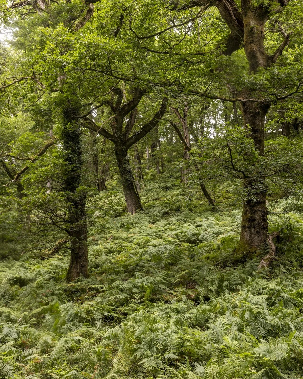 horner wood