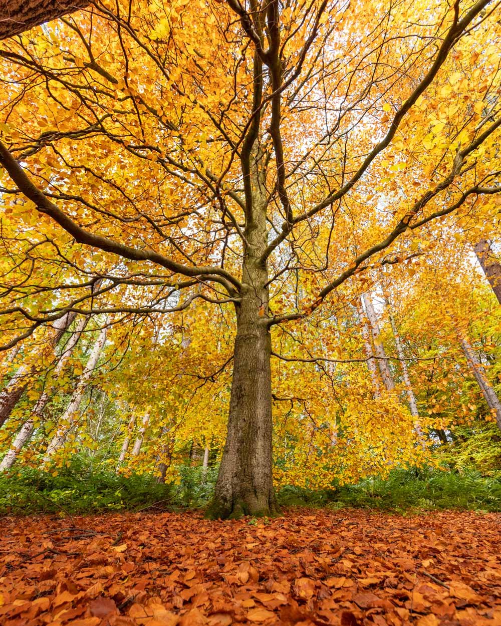 The best Upper Derwent Valley walk for spectacular autumn colour — Walk ...
