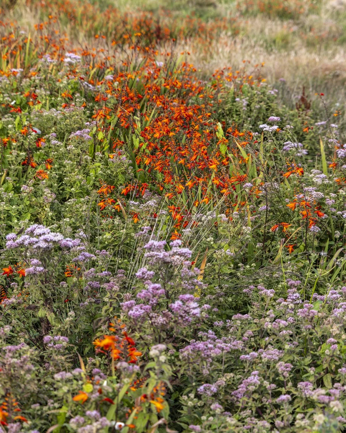 sennen cove flowers