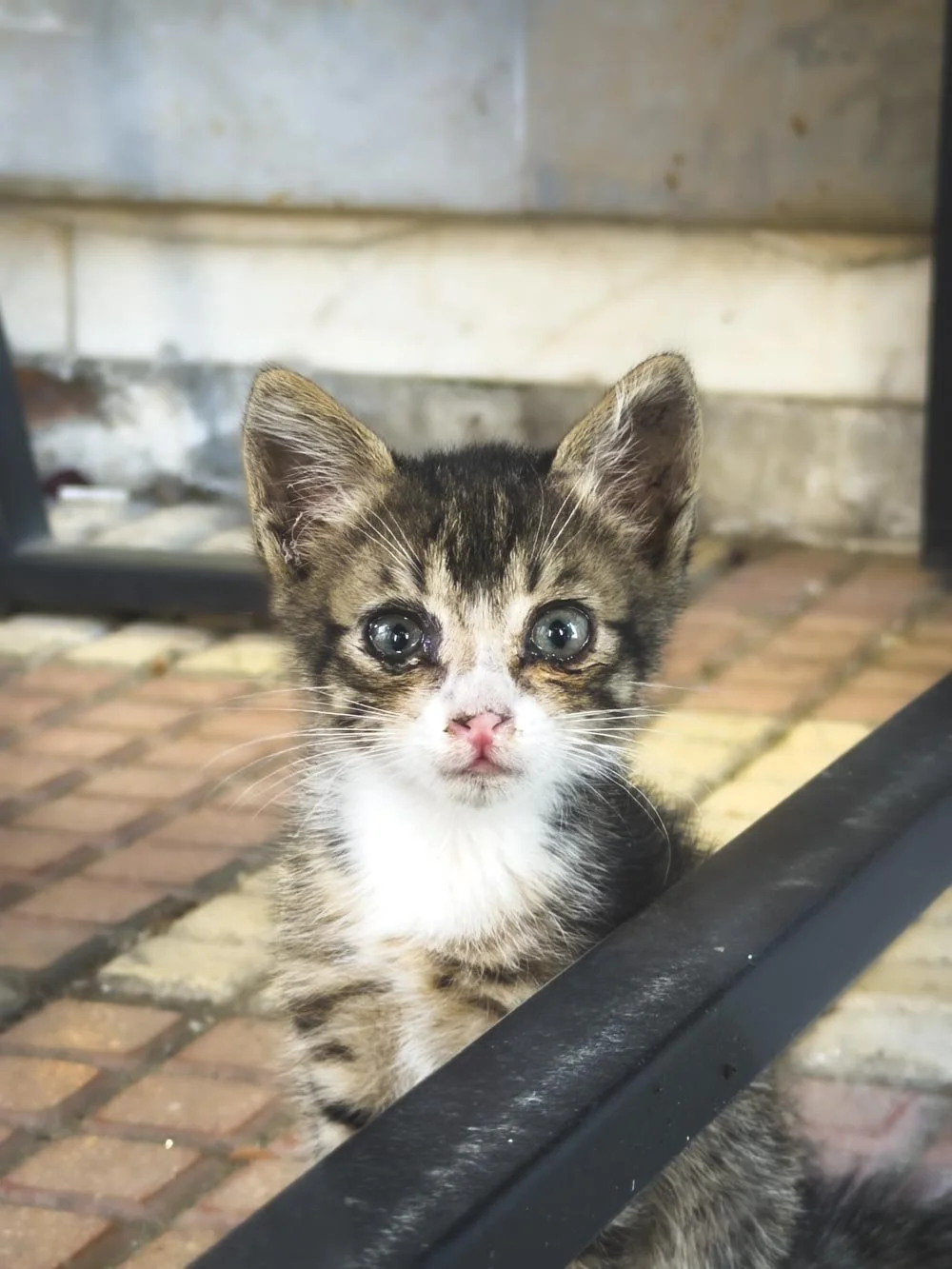 kitty in shkoder
