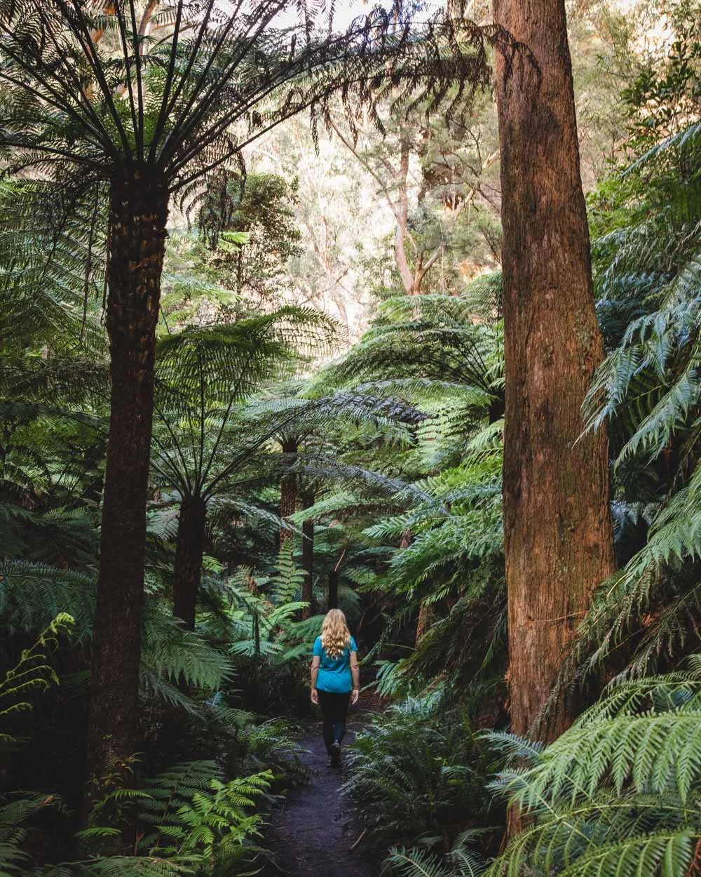 Glow Worm Tunnel Walk