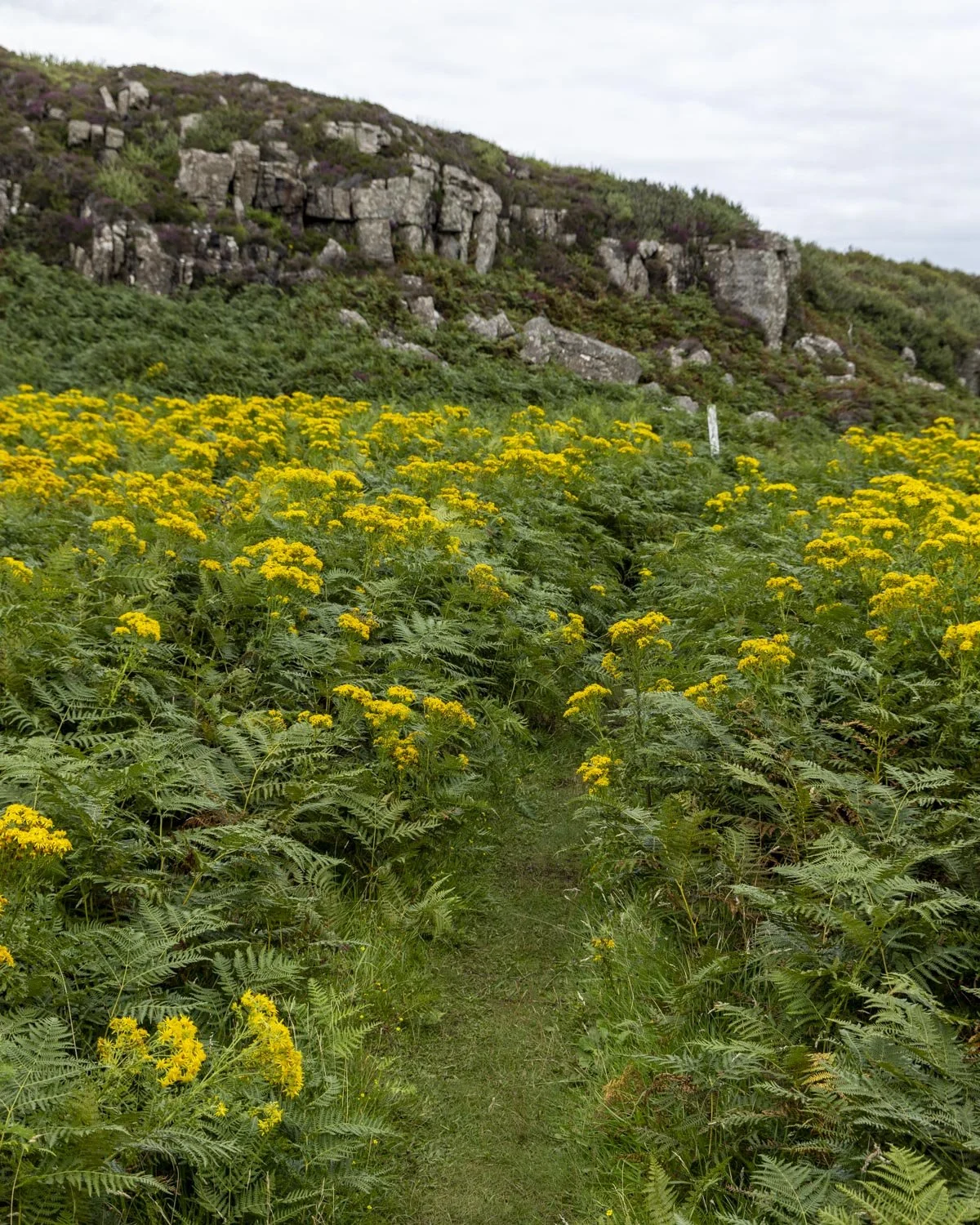 Ulva island walk