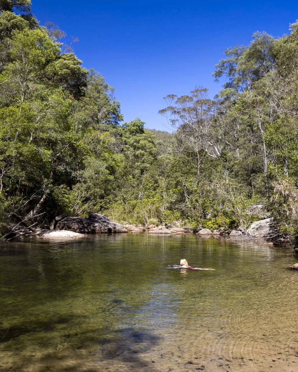sassafras gully