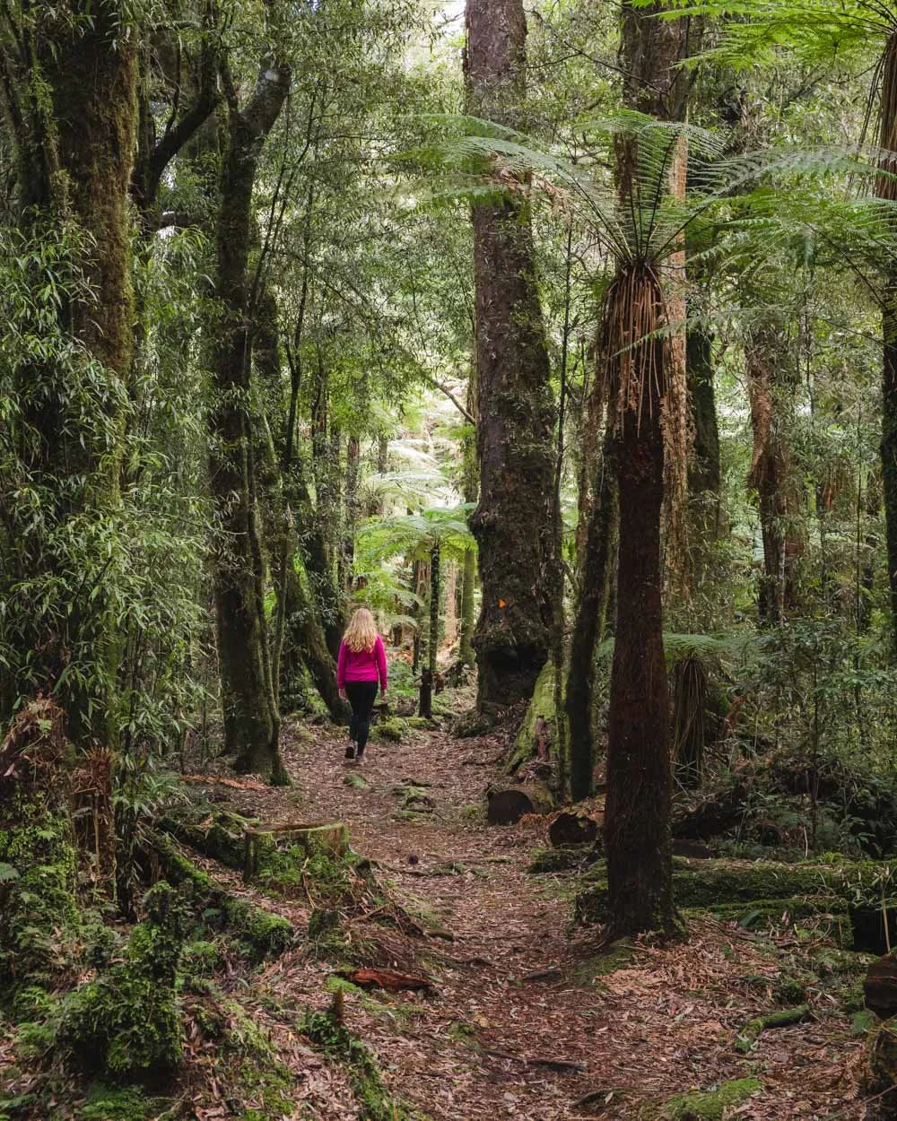 Whirinaki Waterfall Loop Track