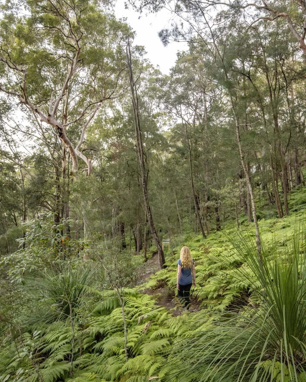 Blue Gum Forest