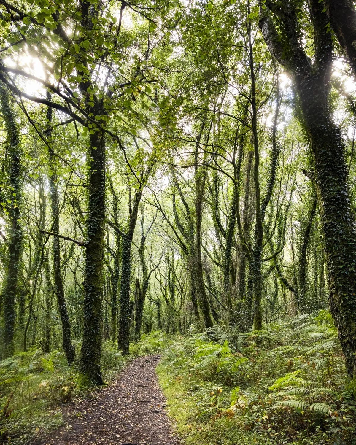 Lustleigh Cleave Circular Walk
