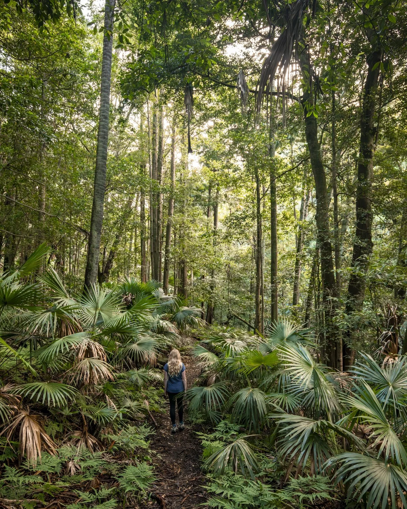 The Forest Path in Royal NP - Best Walking Trails in Sydney