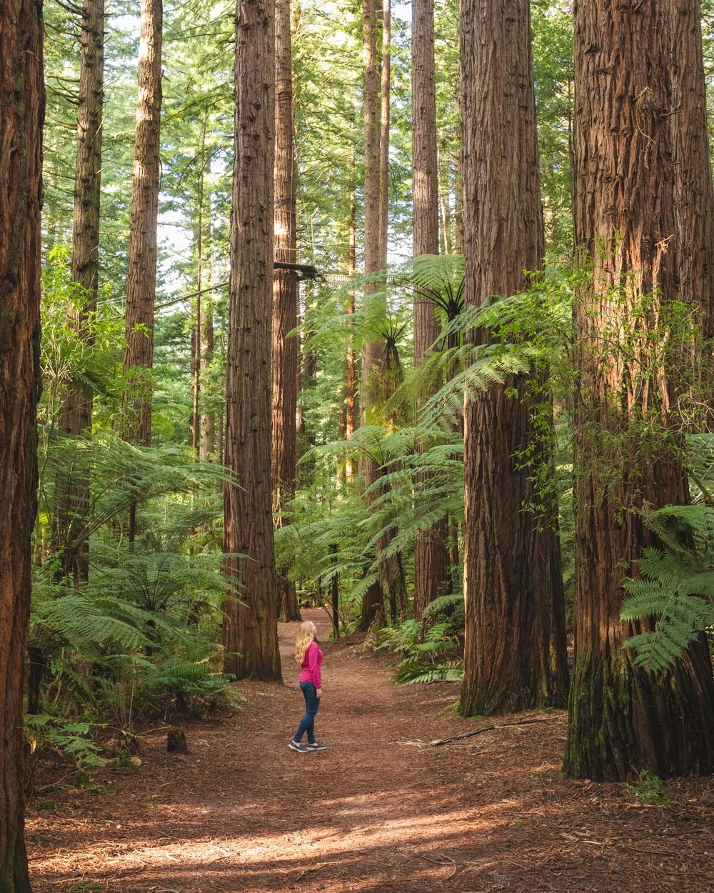 Redwoods Circuit