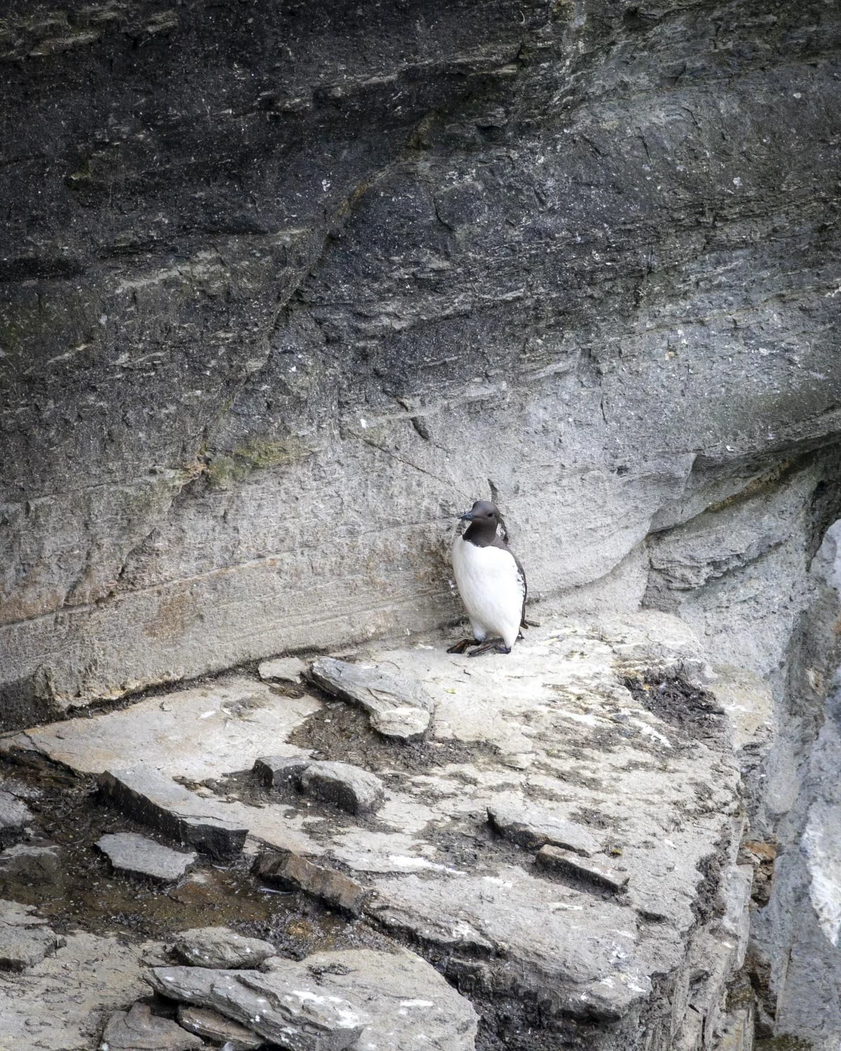 Marwick head