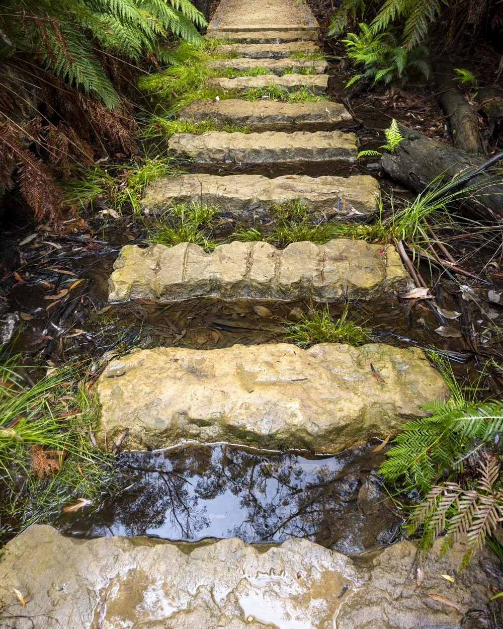 The new steps at the glow worm tunnel