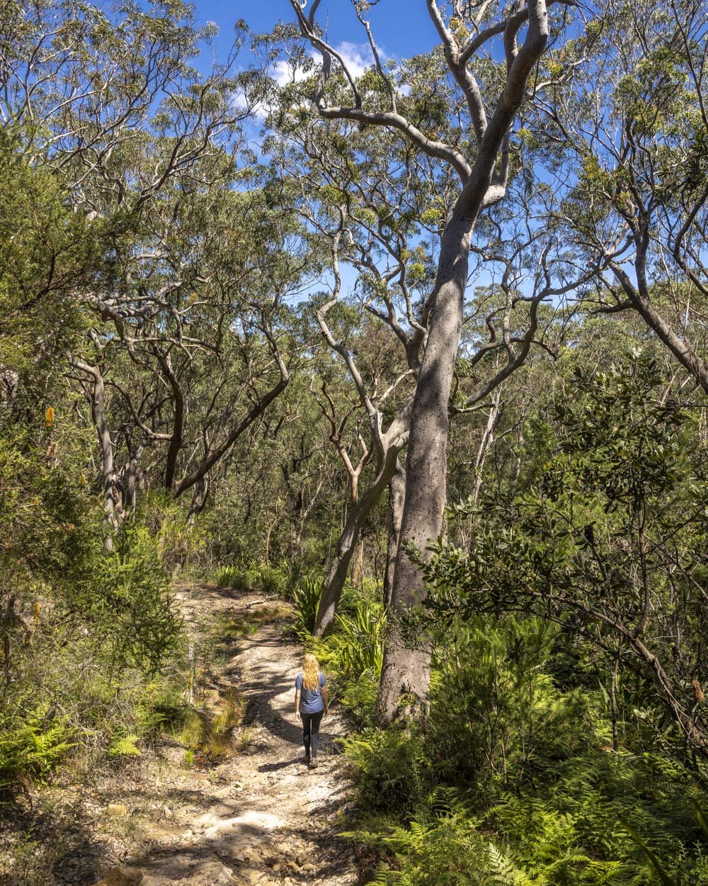 kingfisher track