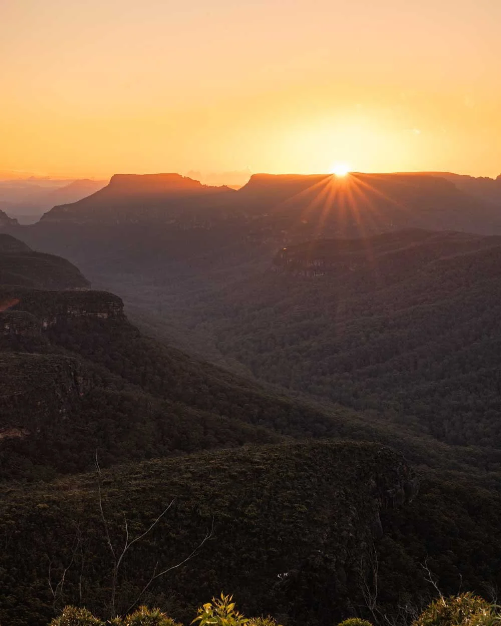 mount bushwalker