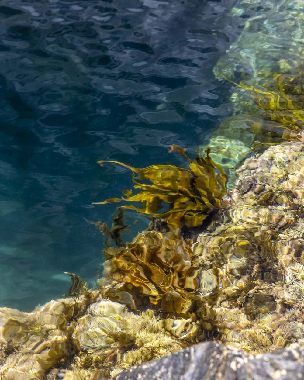 North Head Rockpools