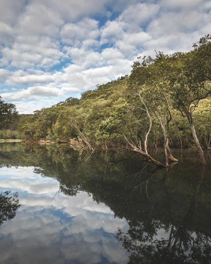 Moores Creek - The Two Creeks Track