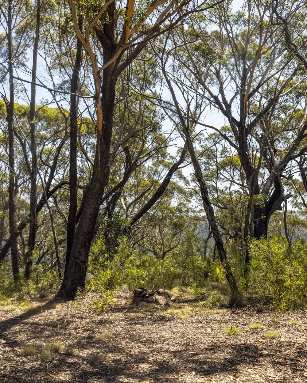 The end of the Morong Falls Fire Trail