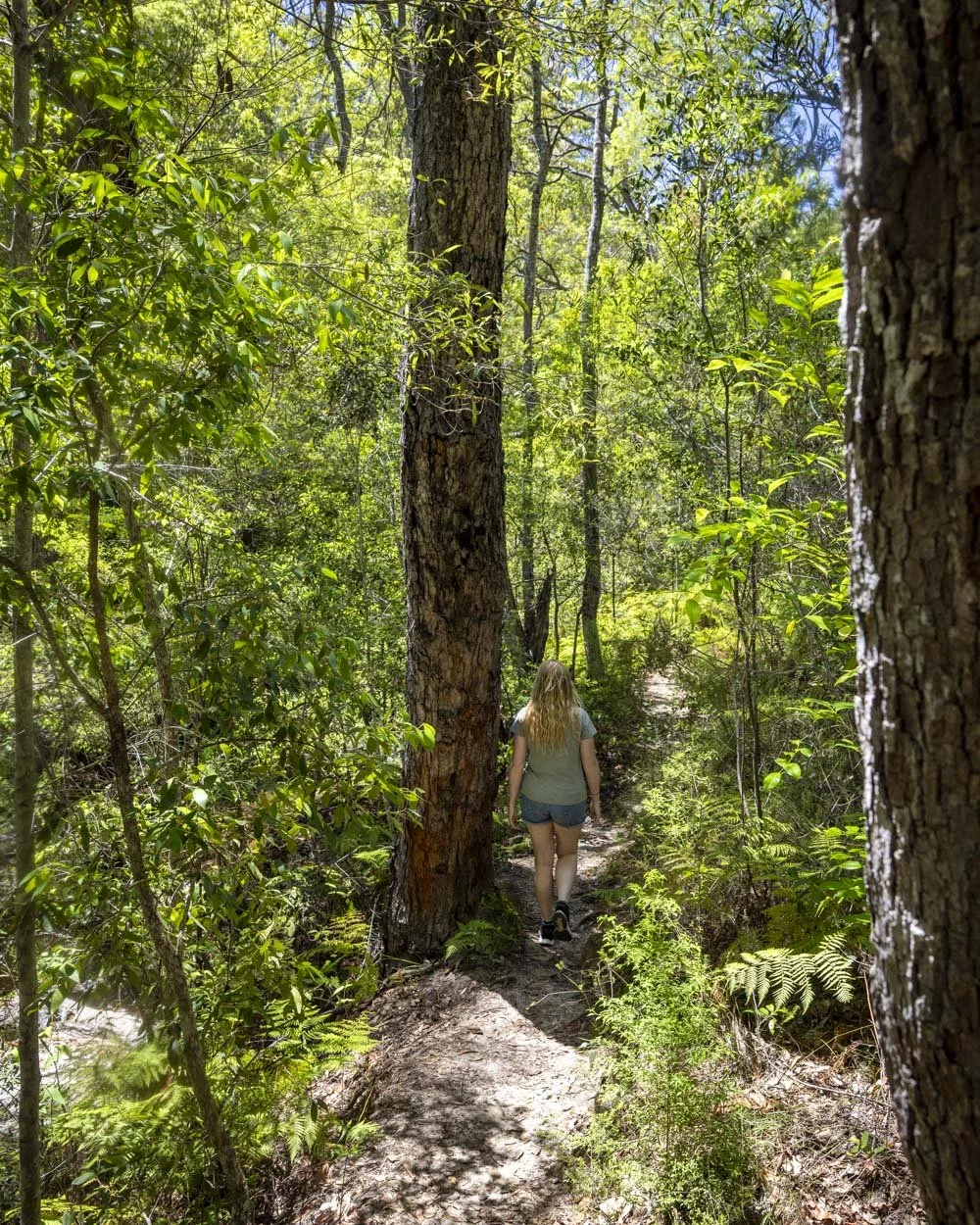 Hiking to Scouts Falls