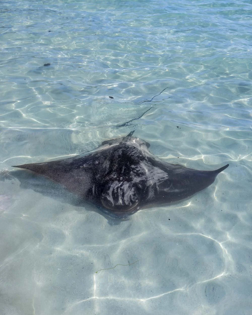 sting rays