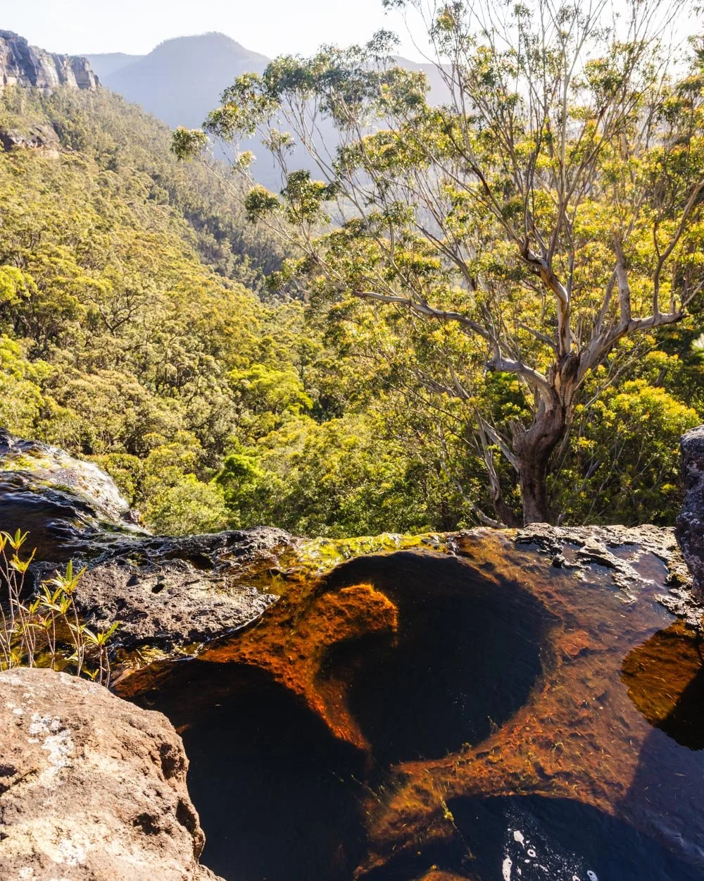 mount bushwalker