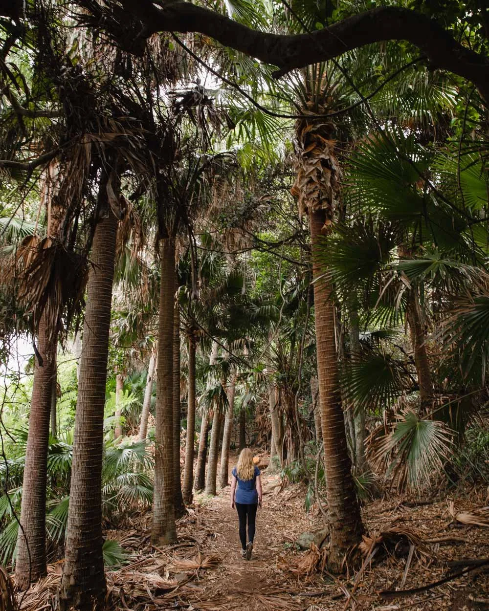 Burning Palms - Best Walks in Royal National Park