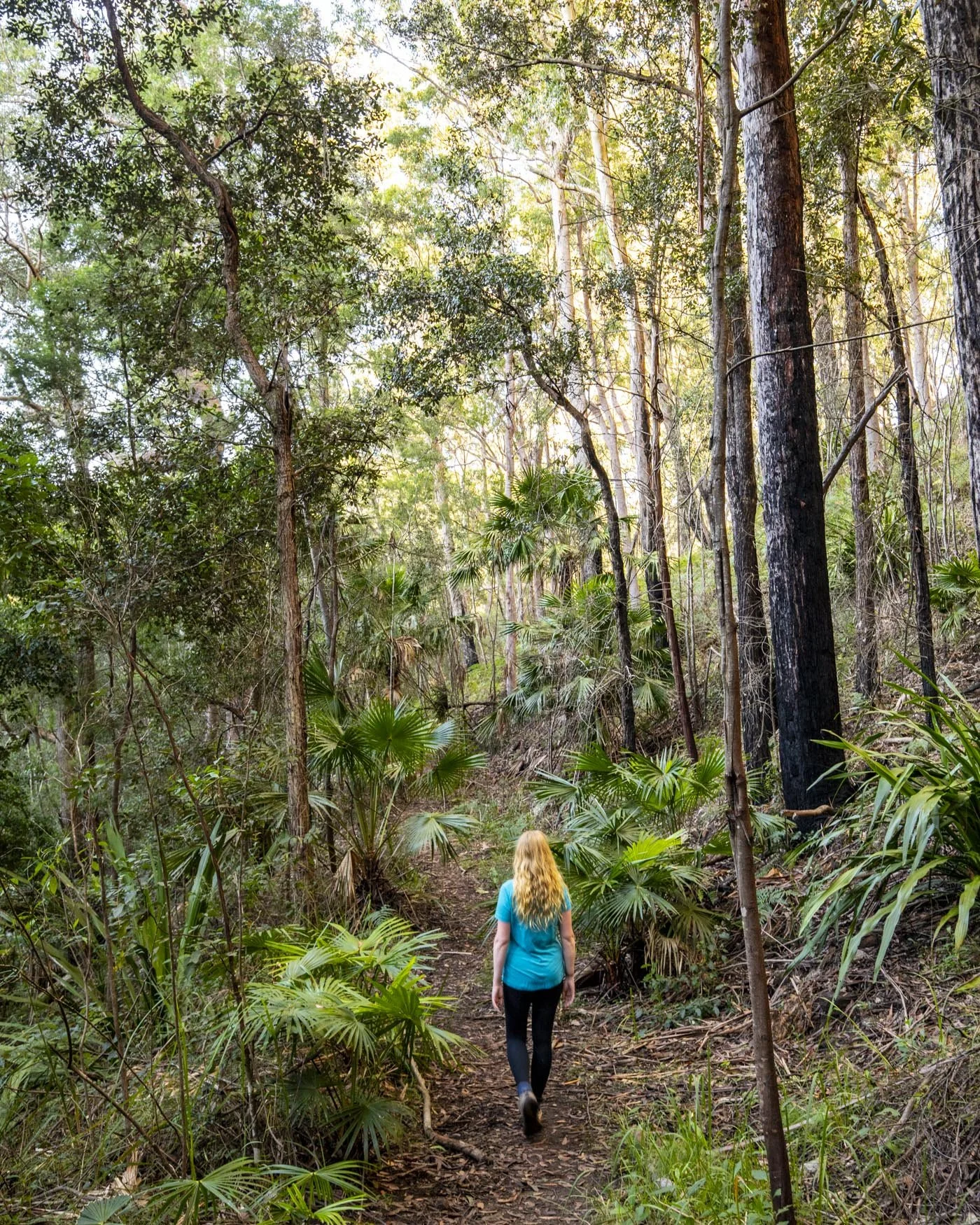 The Couranga Trail in Royal National Park