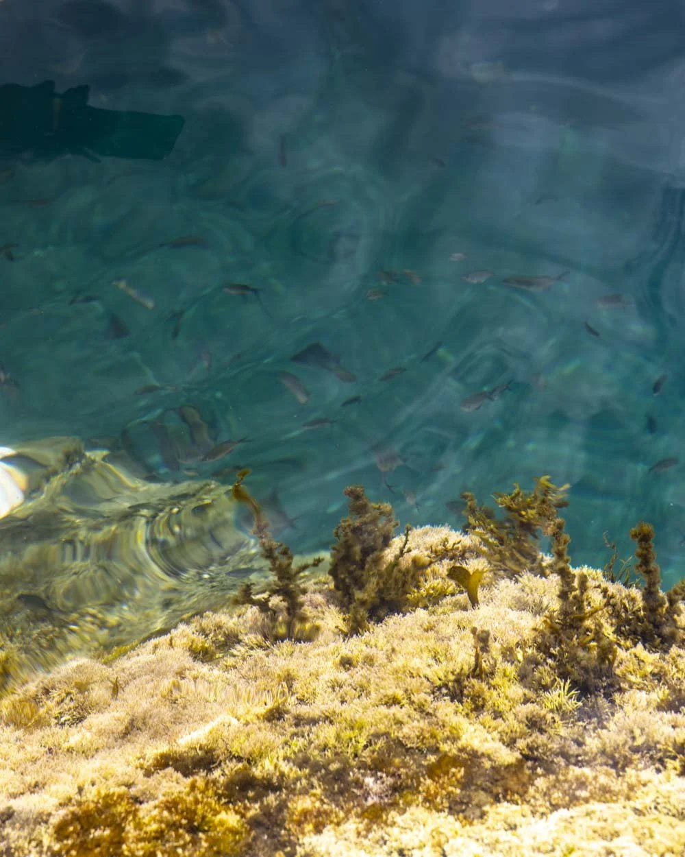 North Head Rockpool