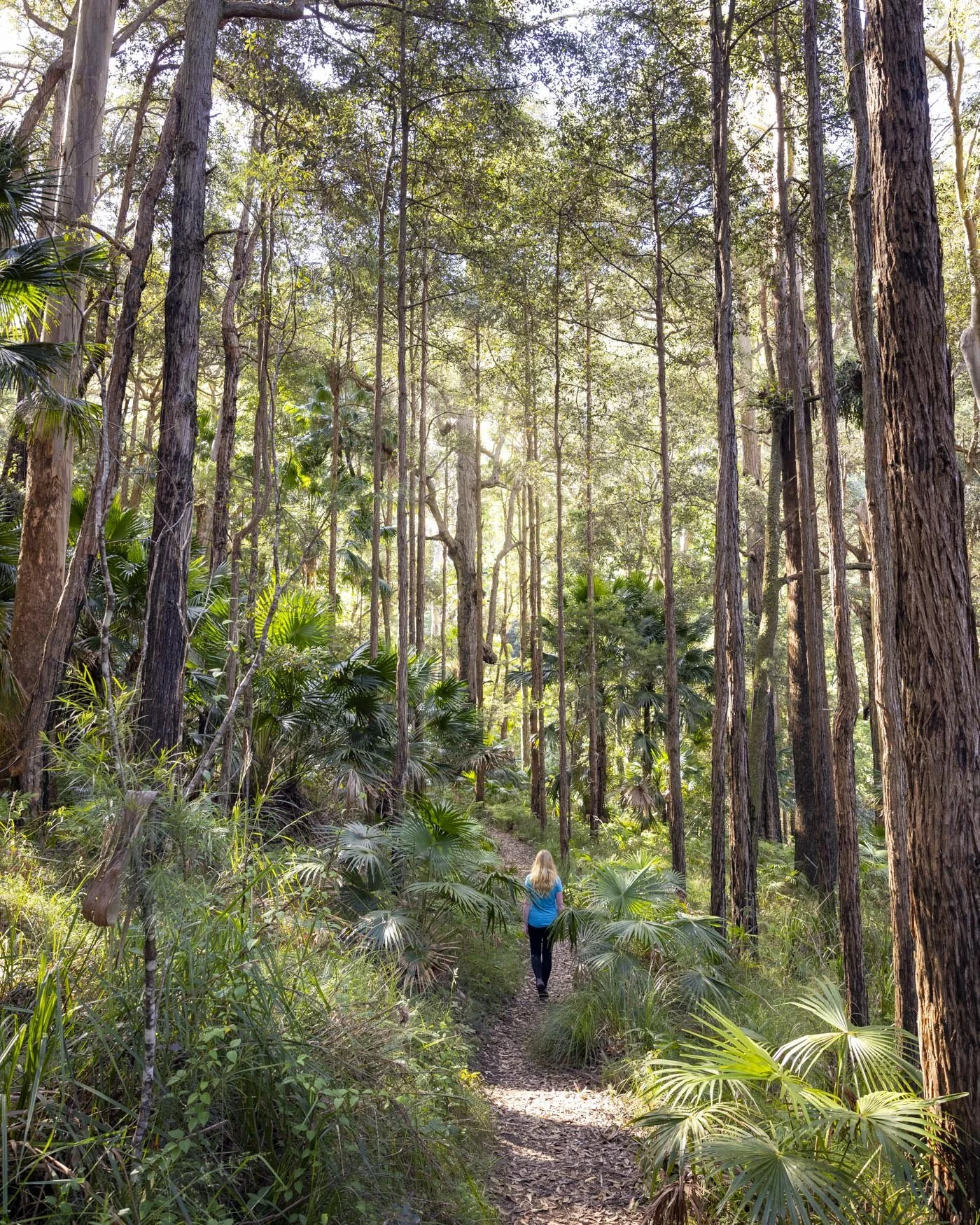 forest path