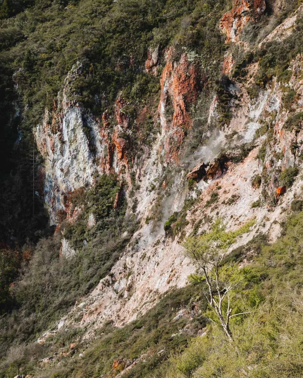 Maunga Kākaramea Summit Track