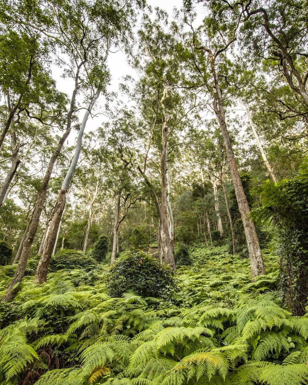 Blue Gum Forest