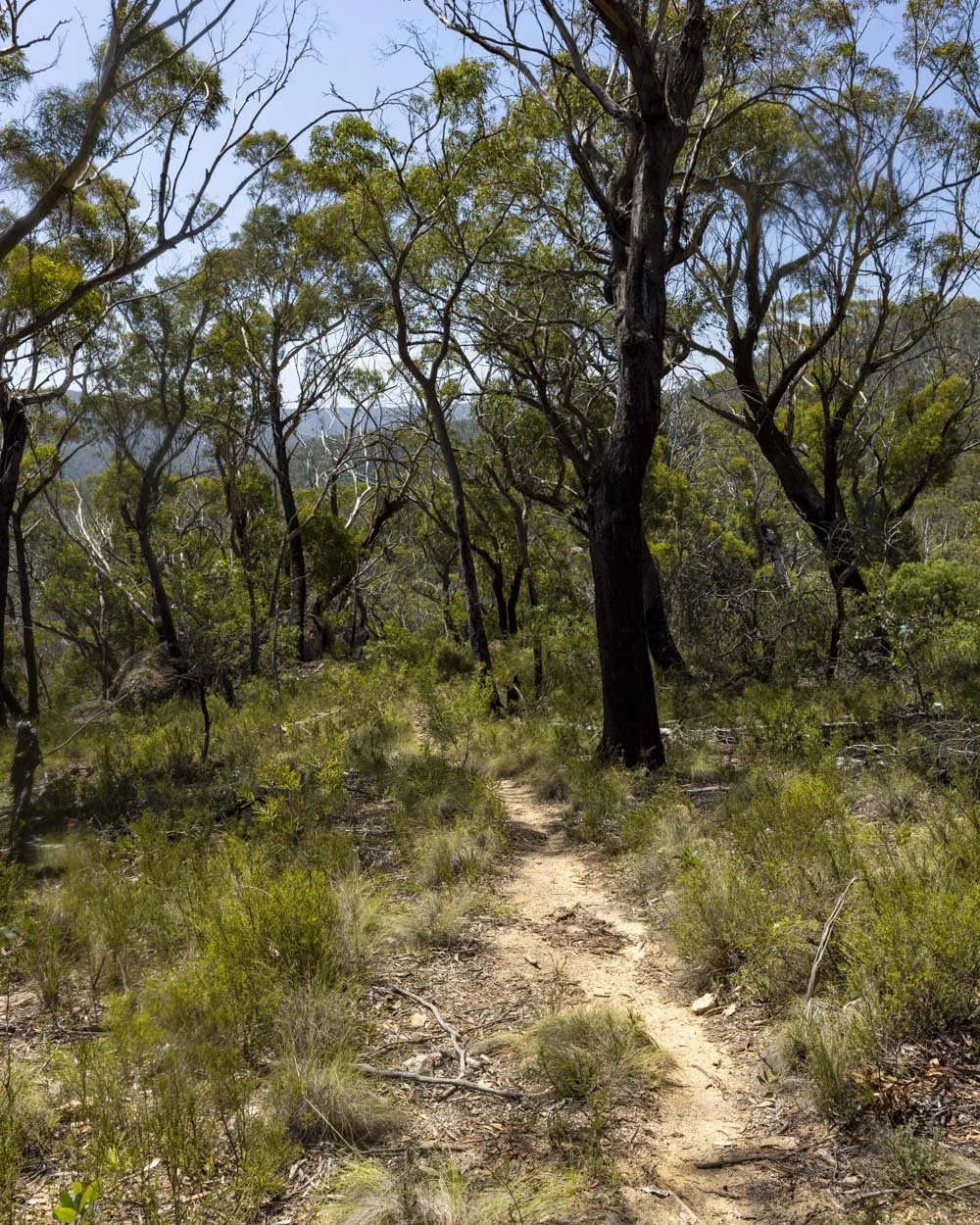The end of the Morong Falls Fire Trail