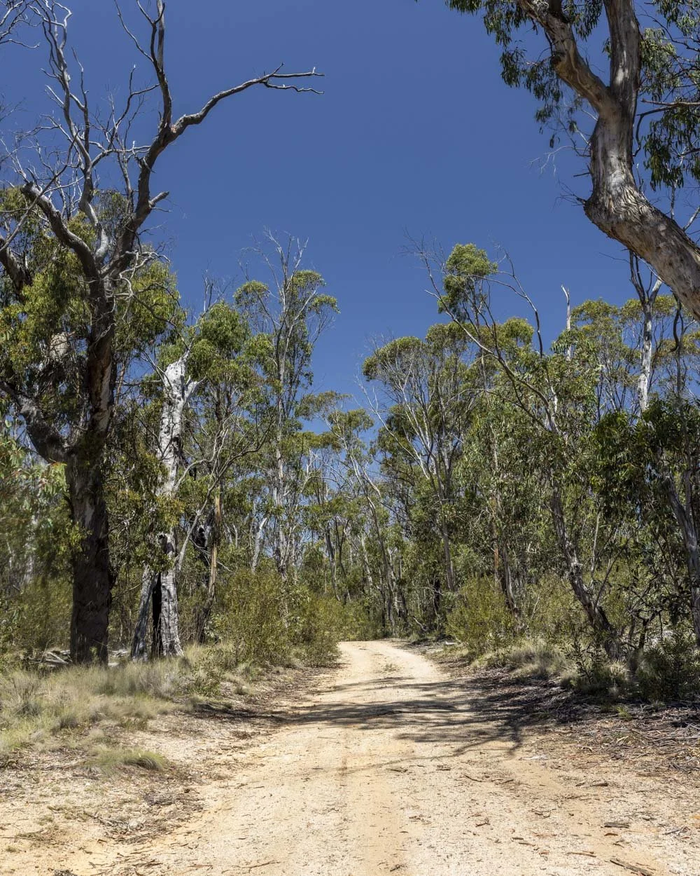 Walking the firetrail to Morong Falls