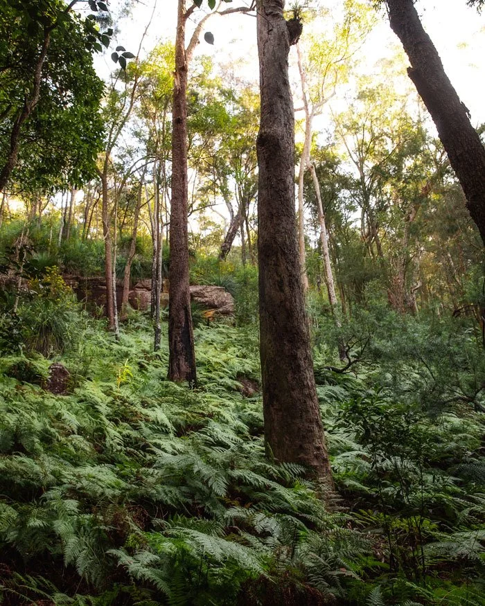 Mt Ku-ring-gai to Berowra walk
