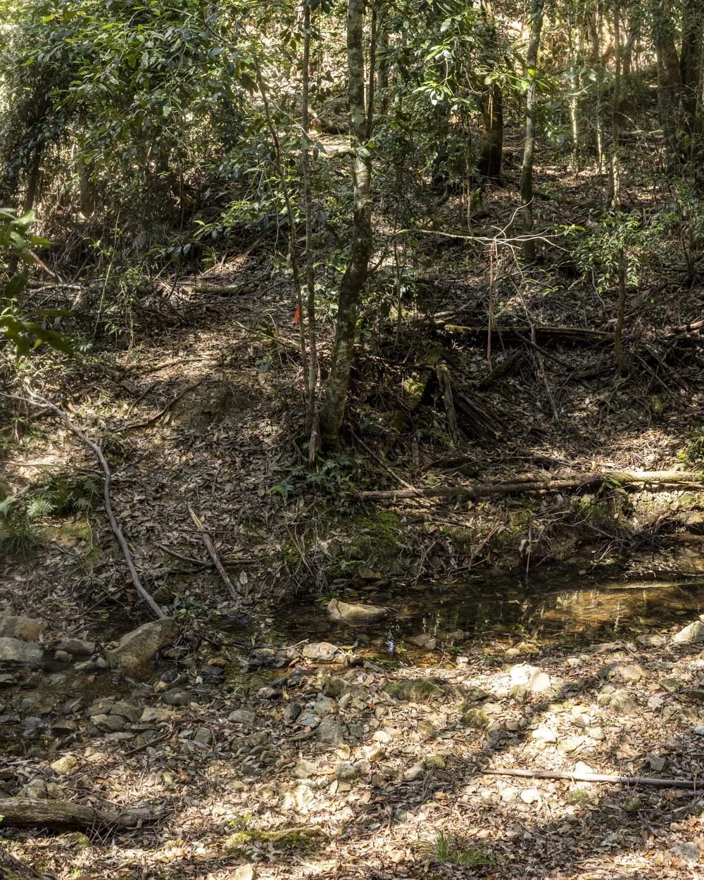 Mobong Track
