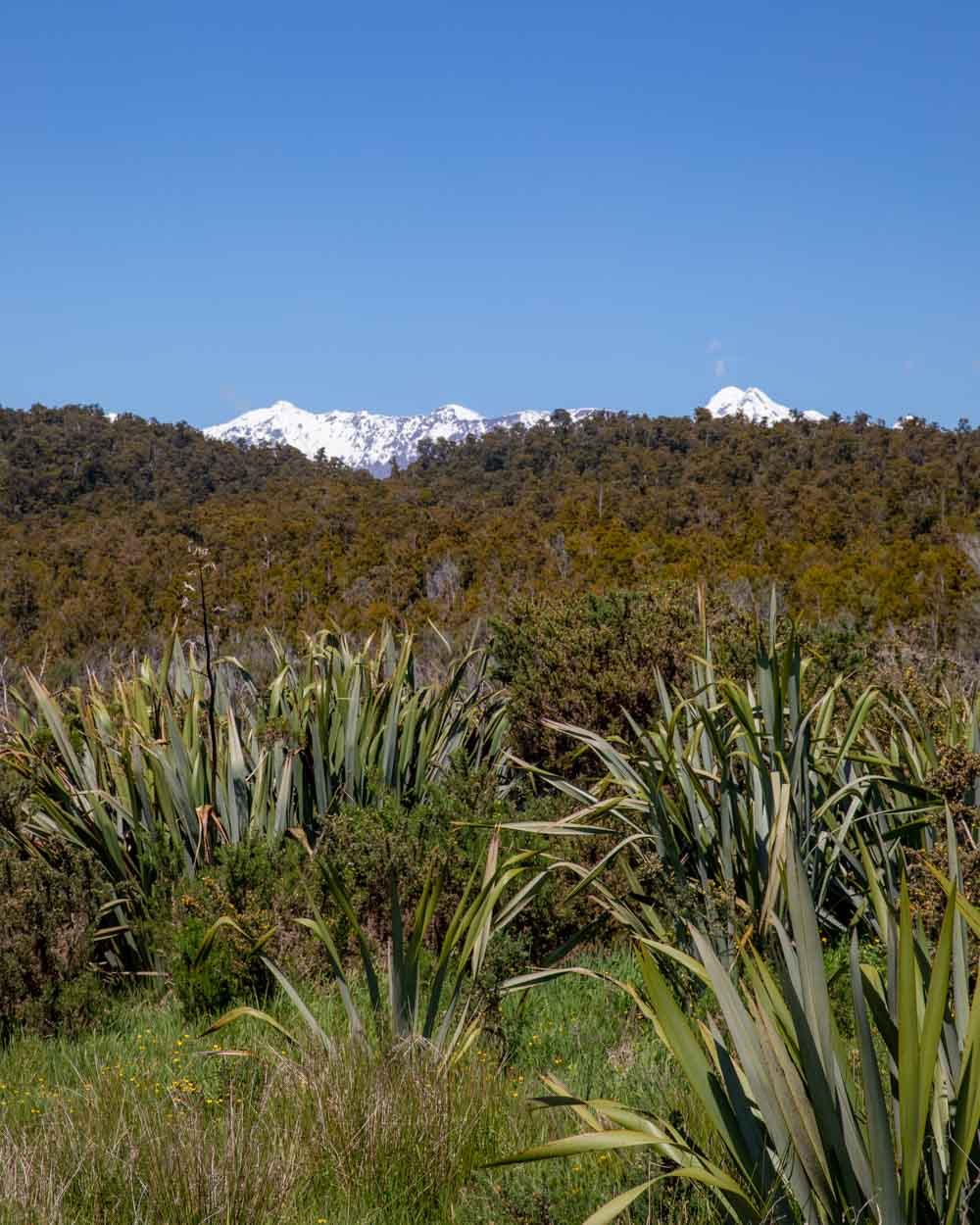 The view from the start of the Okarito Trig Walk