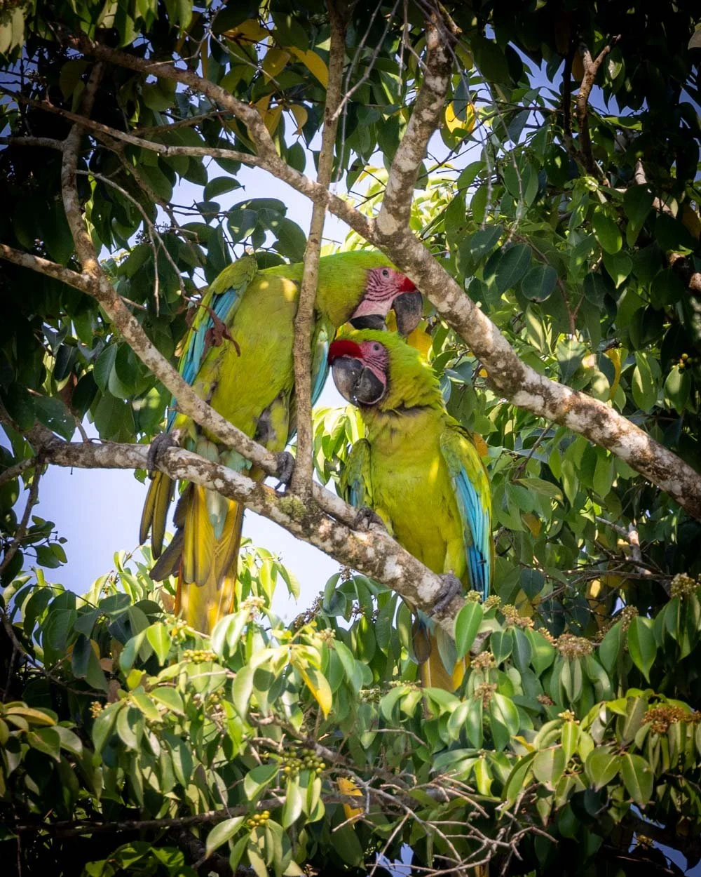 Curated visual reference: Gallery Detail: Total Trainees For The Day 5 Macaws 3 Cockatoos 3