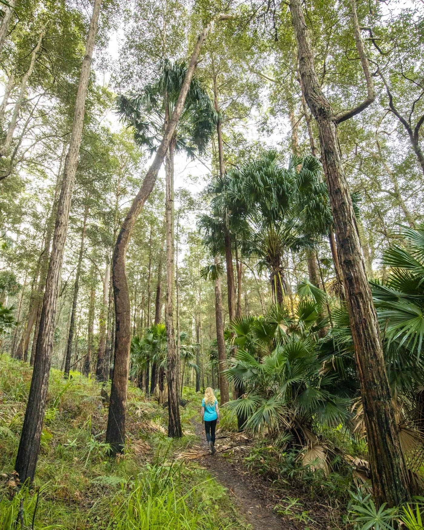 Couranga Trail - Best Bush Walks in Sydney